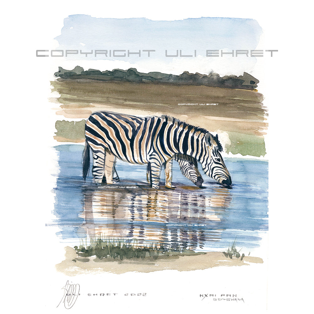 #1015 'Nxai Pan Zebra