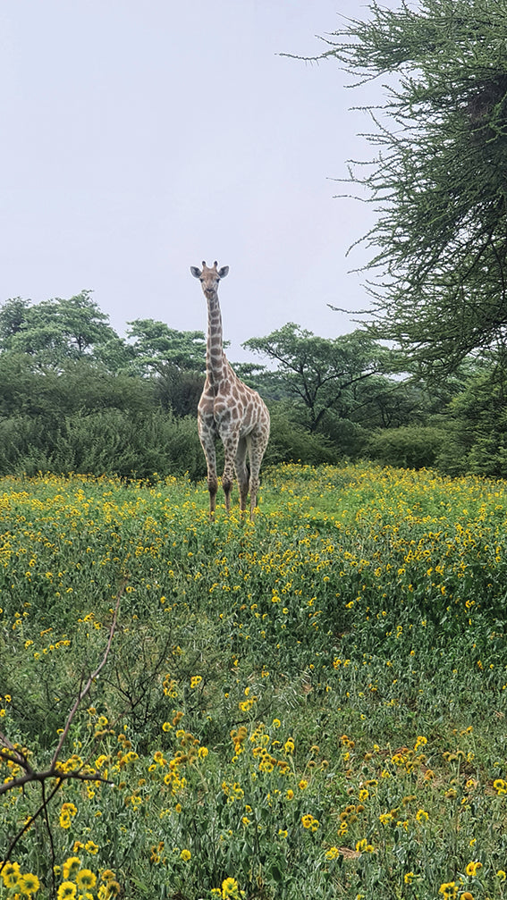 L1001 Young giraffe in a field of flowers