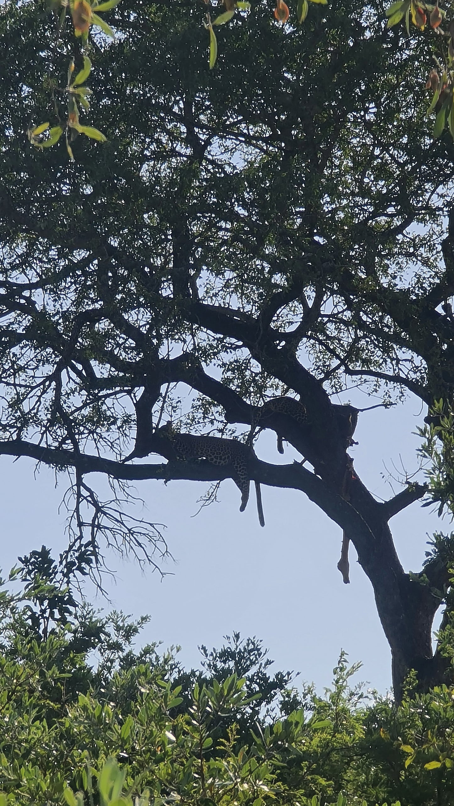 L1004 Leopards in the Kruger National Park