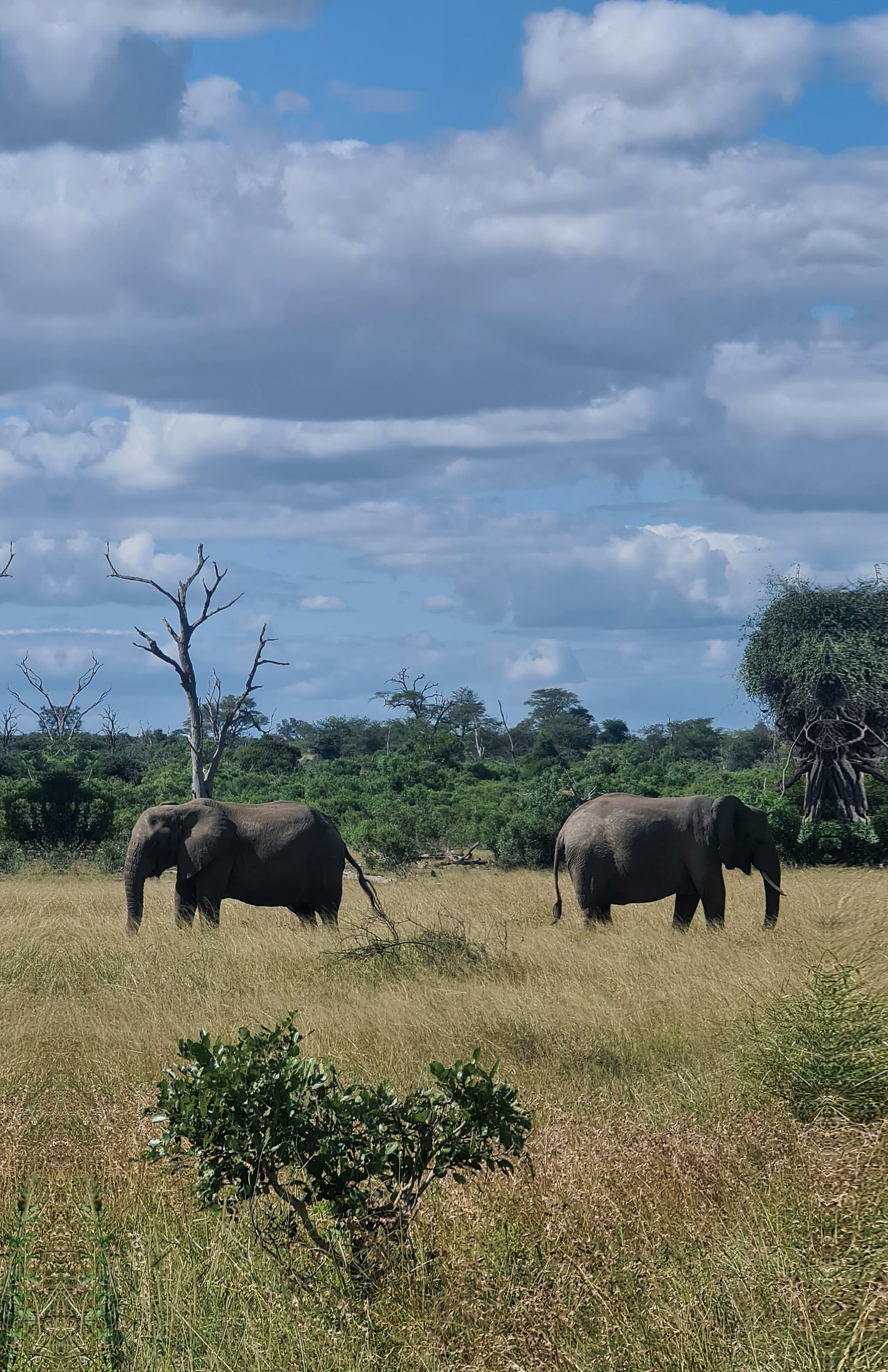 L1005 Two elephants in the Kruger National Park