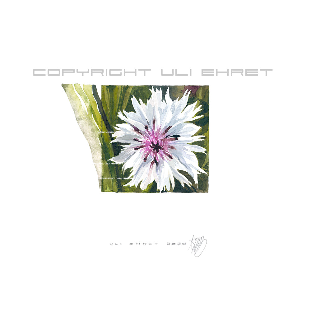 #0884 'Bleuet blanc', white cornflower