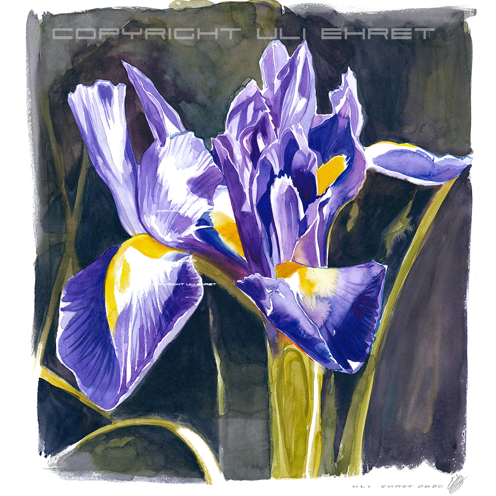 #0889 'Lilies
