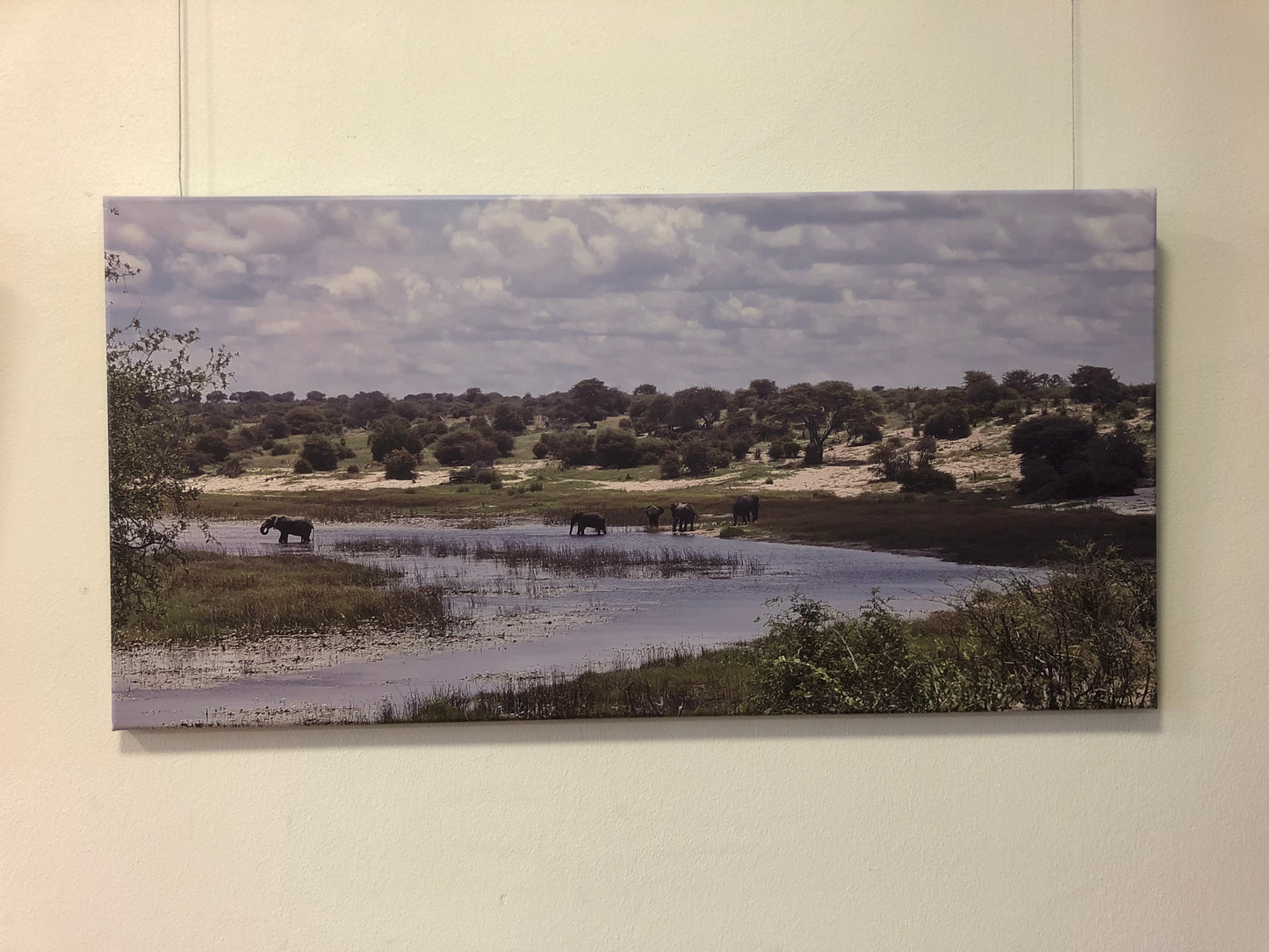 L1003 Elephants on the Boteti River, Botswana