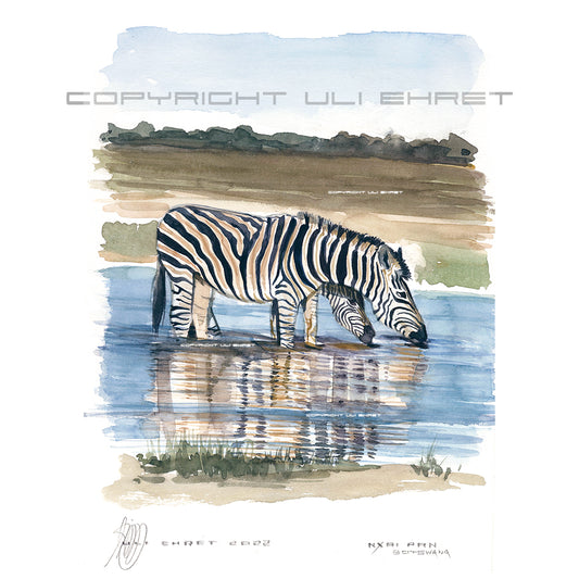 #1015 'Nxai Pan Zebra