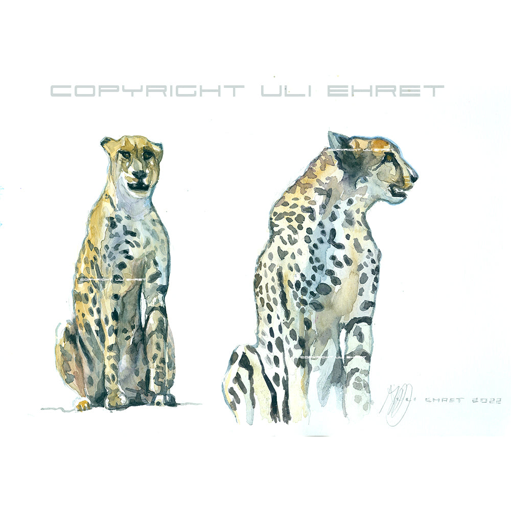 #1038 ""Cheetah near Letaba""