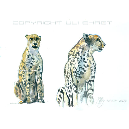 #1038 ""Cheetah near Letaba""