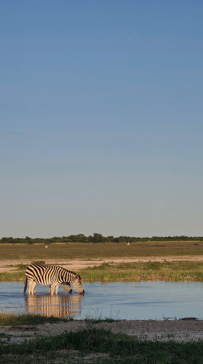 L1002  Zebra an Wassertränke - Nxai Pan, Botswana