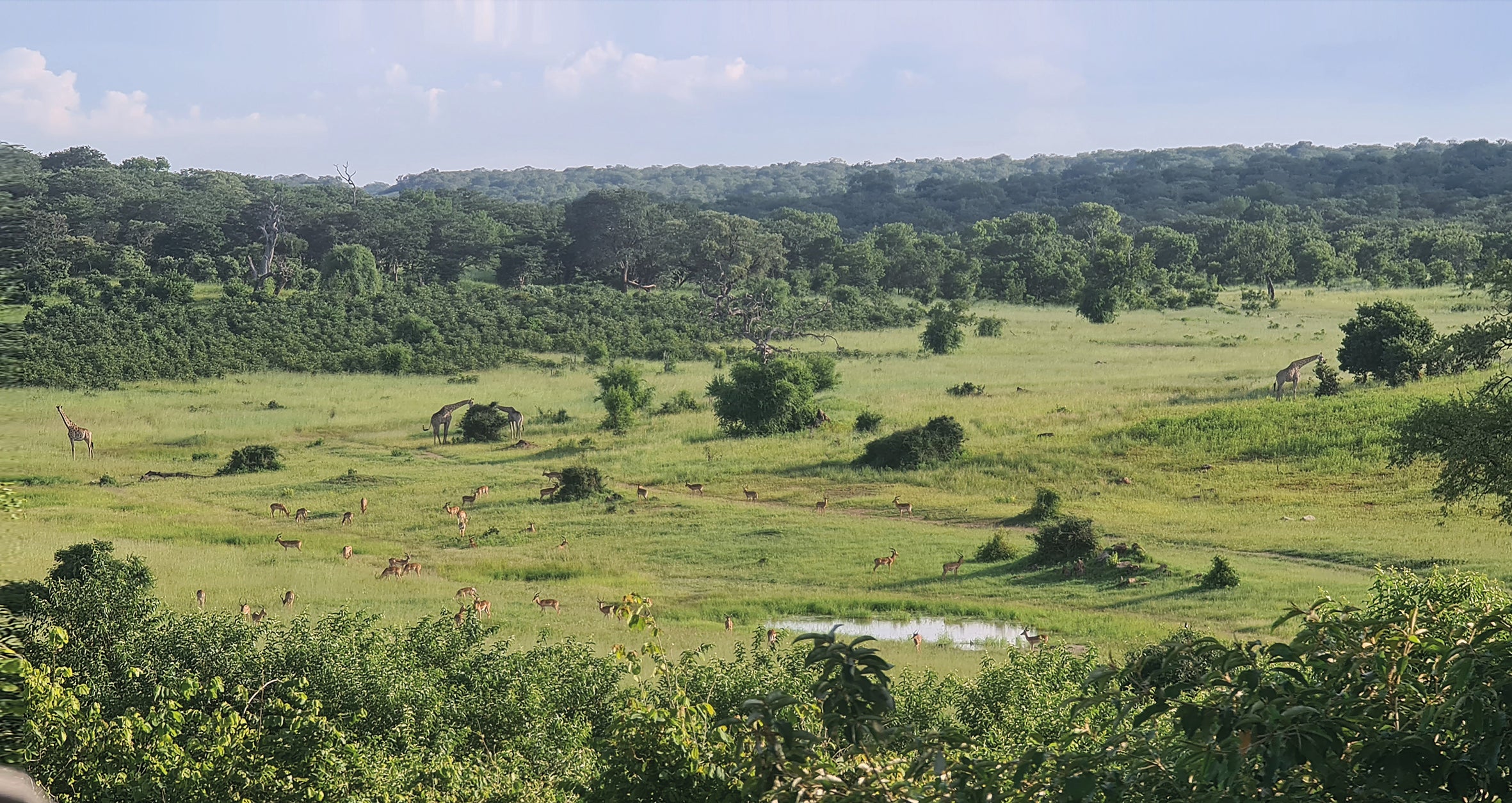 L1016 Chobe Nationalpark – Watercolour by Uli Ehret – Uli's Racing Legends