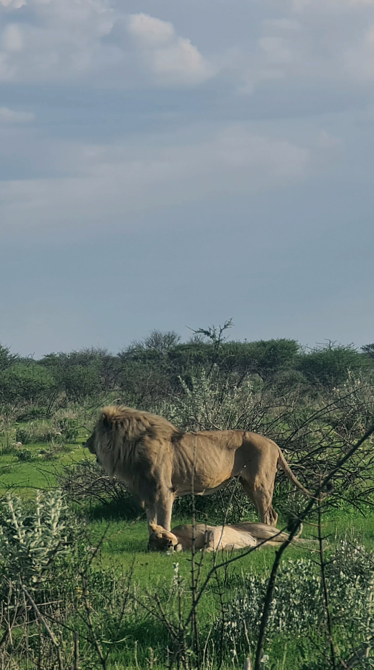 L1006 Paire de lions à Etosha Pan, Namibie