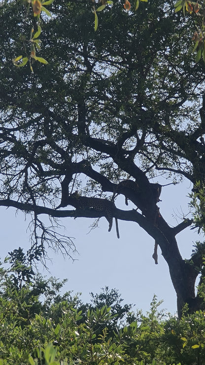 L1004 Leopards in the Kruger National Park