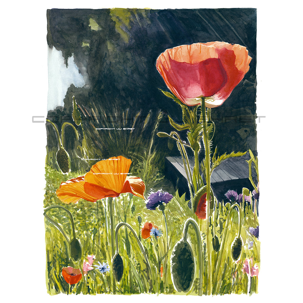 #0878 '8 heure le matin - Coquelicot