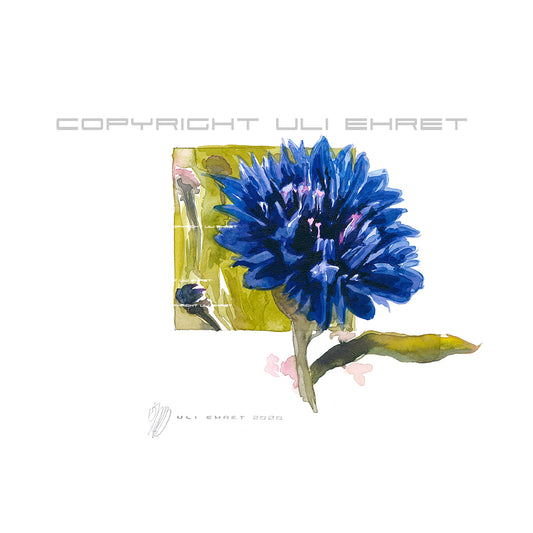 #0883 'Bleuet', blue cornflower