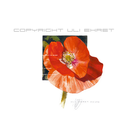 #0885 'Coqueliot - coeur blanc', red poppy with a white heart