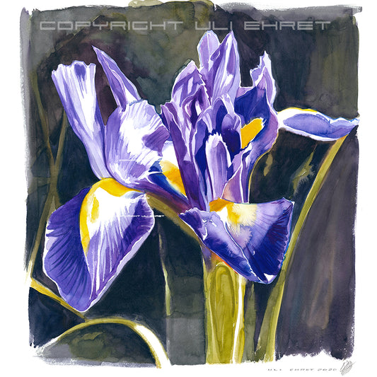 #0889 'Lilies