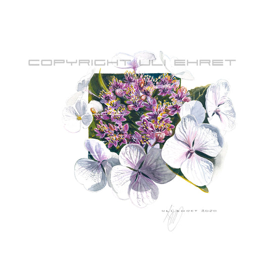 #0891 'Hydrangea