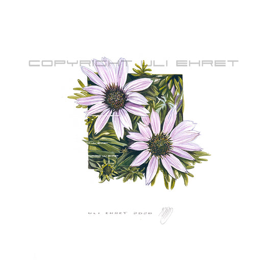 #0892 'Coneflower, mauve