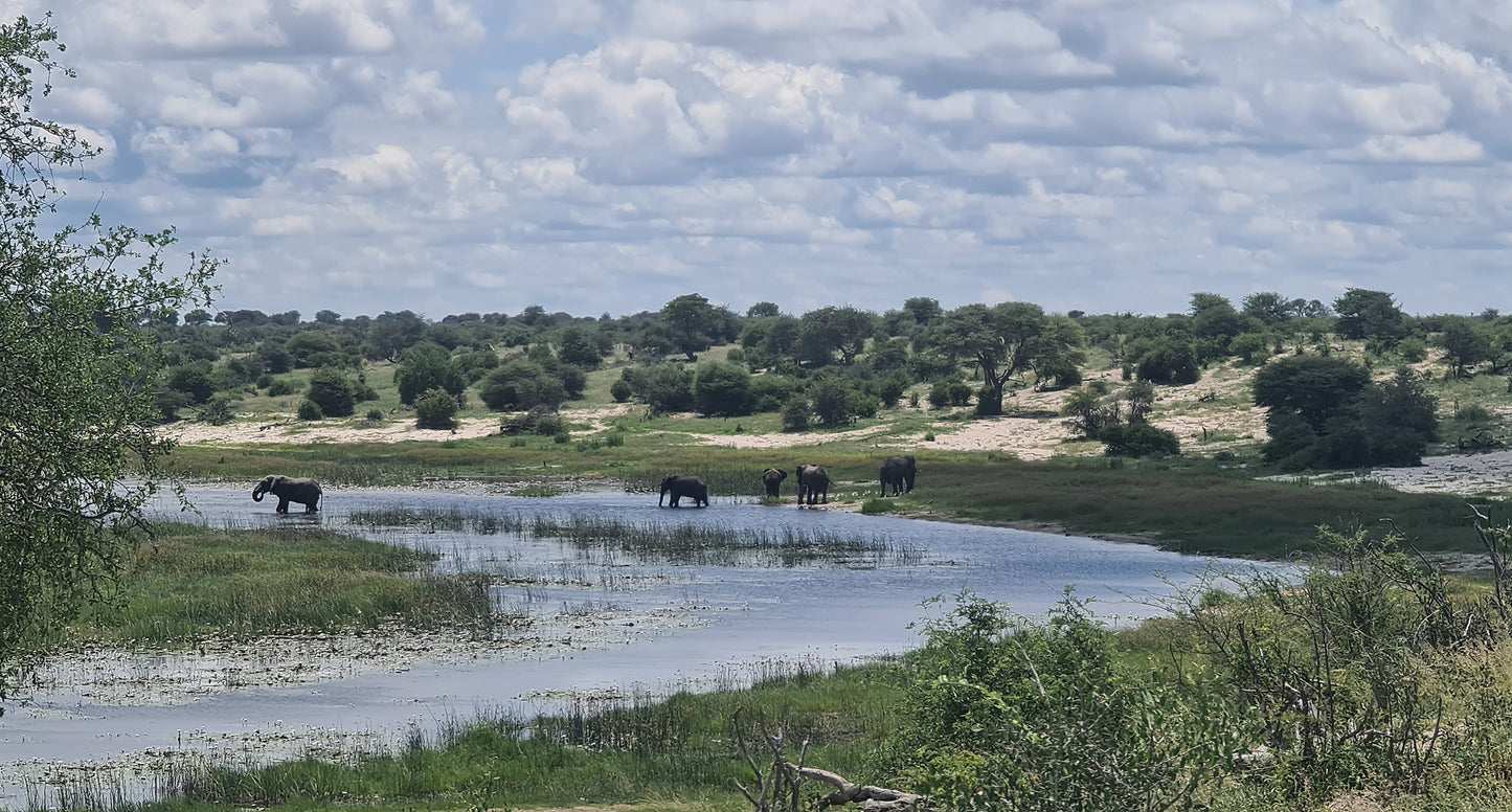 L1003 Elephants on the Boteti River, Botswana