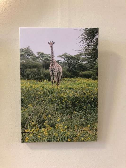 L1001 Young giraffe in a field of flowers