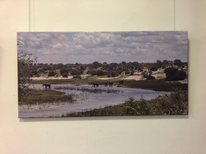 L1003  Elefanten am Boteti River, Botswana