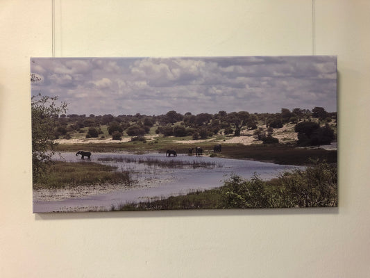 L1003 Elephants on the Boteti River, Botswana