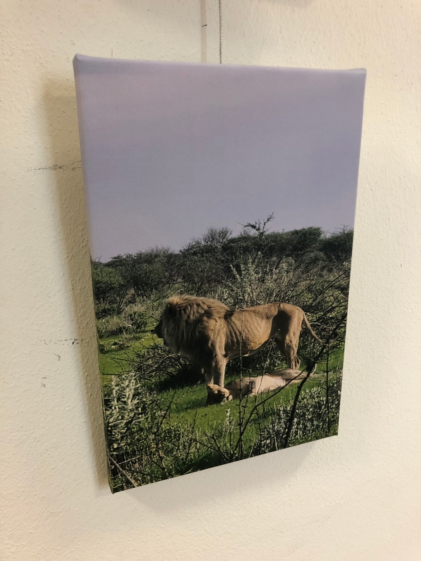 L1006 Paire de lions à Etosha Pan, Namibie