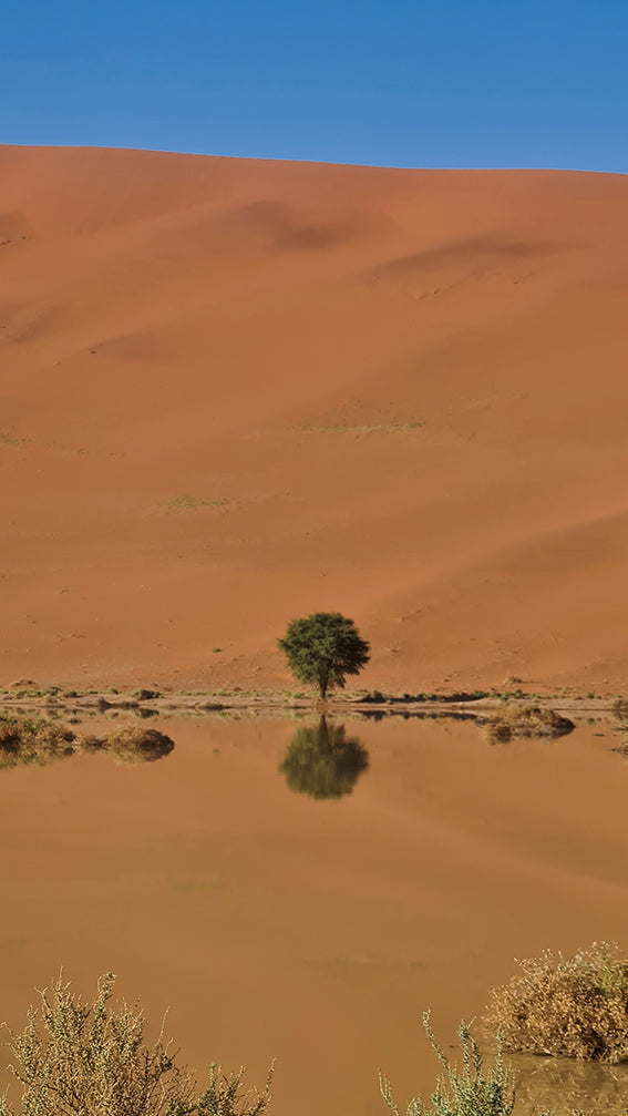 L1021 Small tree reflected in the desert lake