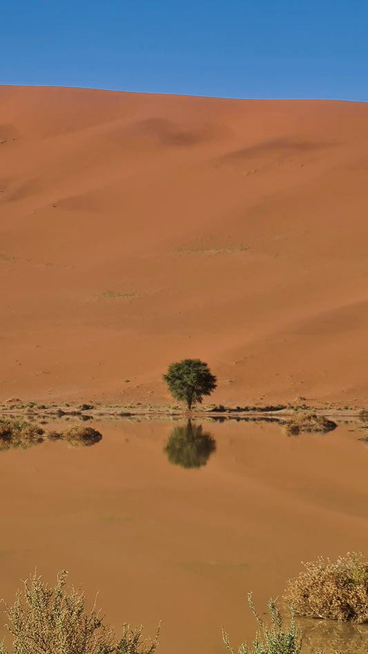 L1021 Small tree reflected in the desert lake